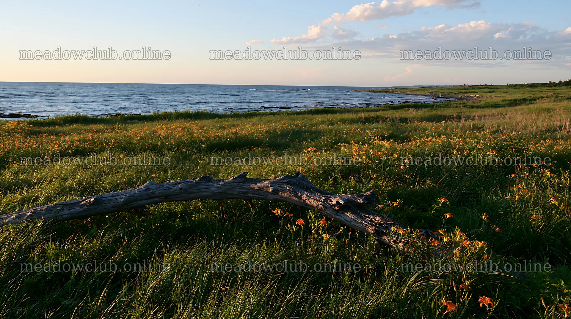 Chiba coastal climate meadow with driftwood in foreground – meadow photos 10608x5938