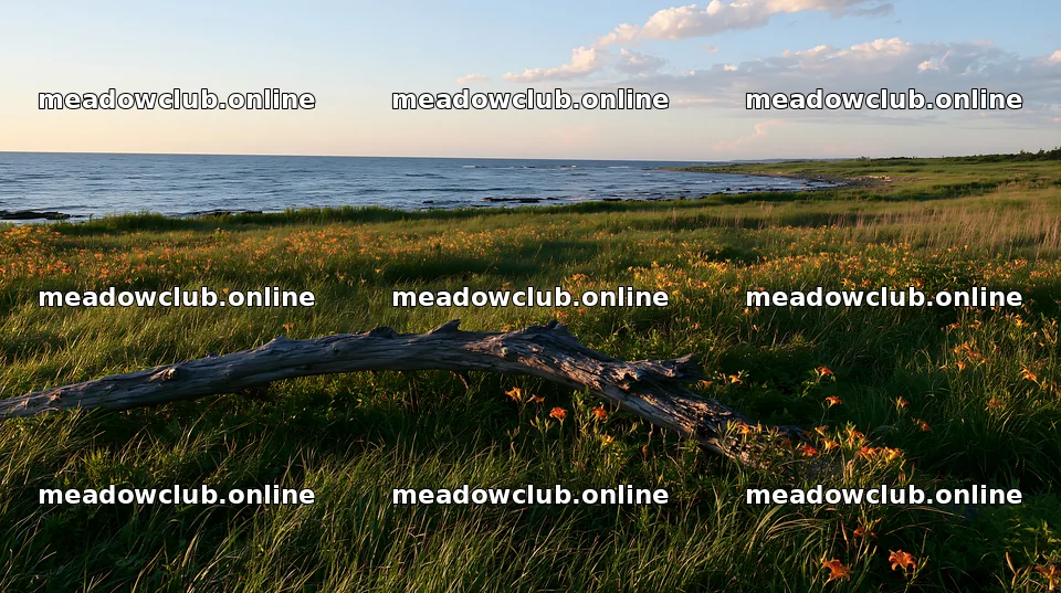 Chiba coastal climate meadow with driftwood in foreground – meadow photos 10608x5938