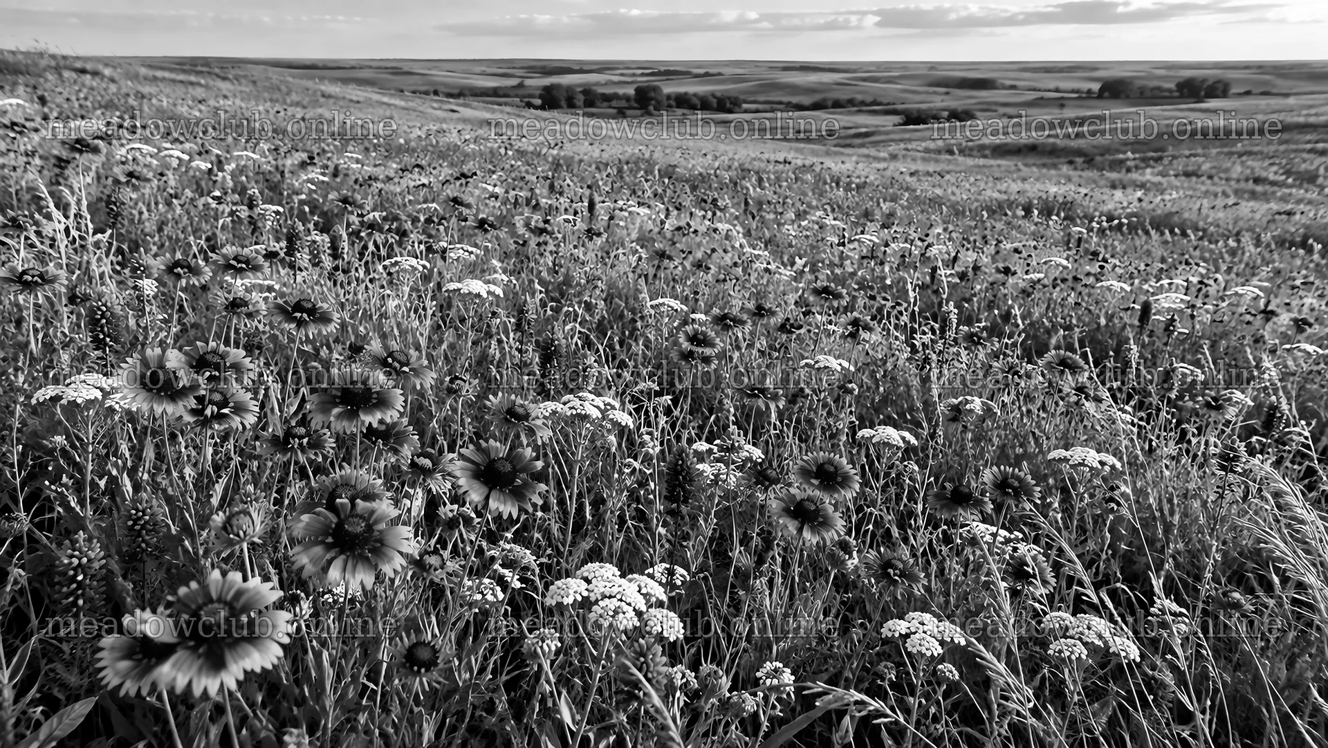 Monochrome Wildflower Meadow Across Rolling Hills – meadow photos 10324x5812