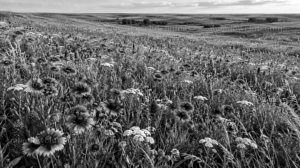 Monochrome Wildflower Meadow Across Rolling Hills – meadow photos 10324x5812