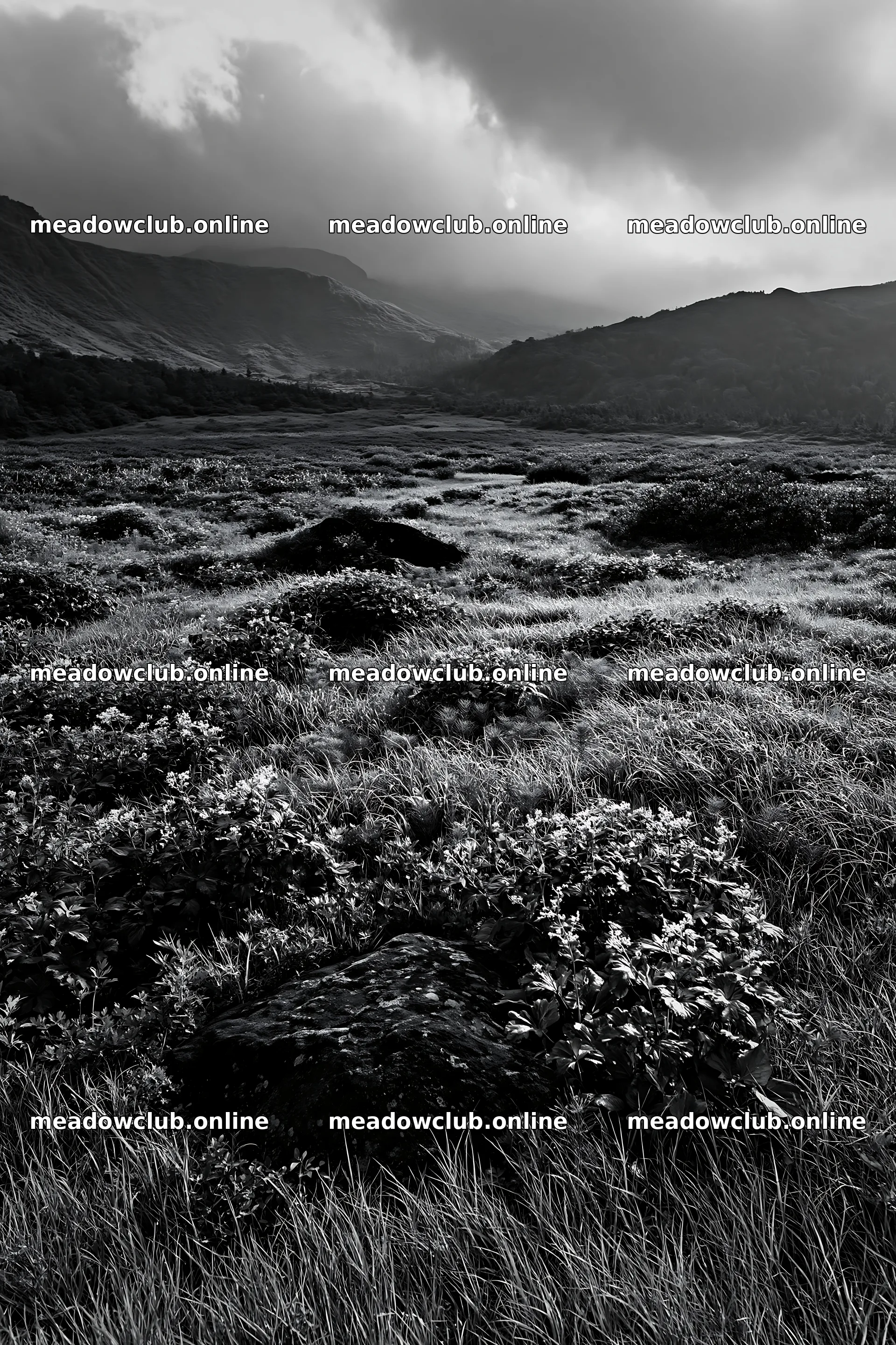 Aomori climate resilient meadow with boulder – meadow photos 6480x9722