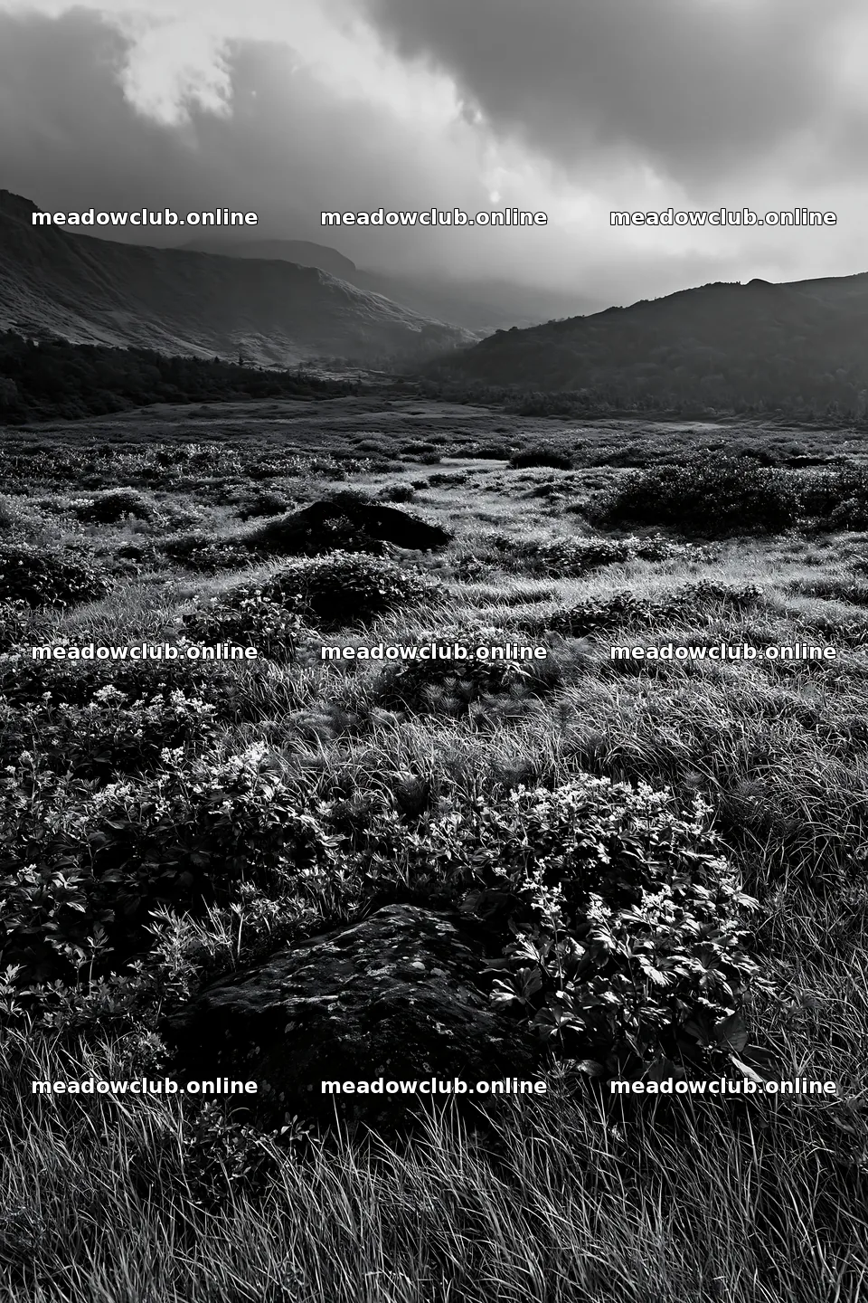 Aomori climate resilient meadow with boulder – meadow photos 6480x9722