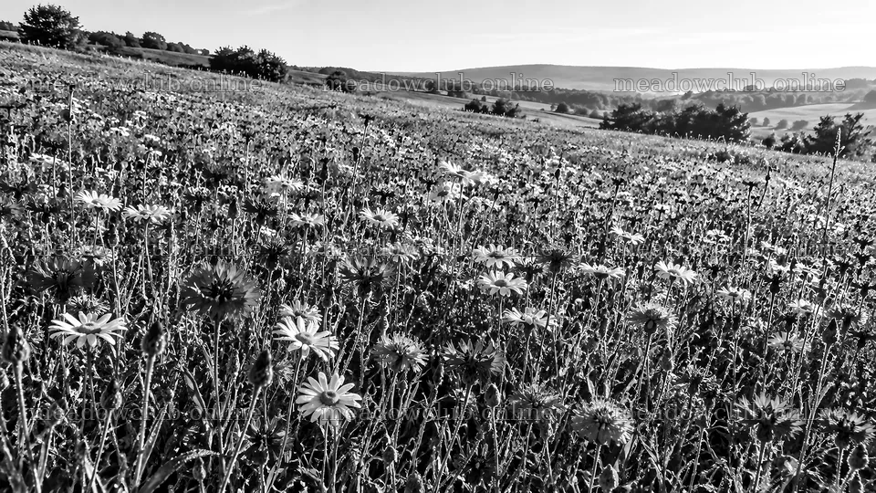 Monochrome Wildflower Meadow and Rolling Hills – meadow photos 10324x5812
