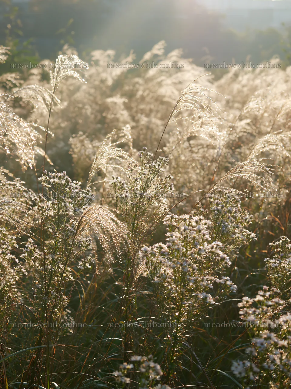 Tokyo urban biodiversity meadow with seedheads in sunlight – meadow photos 6866x9174