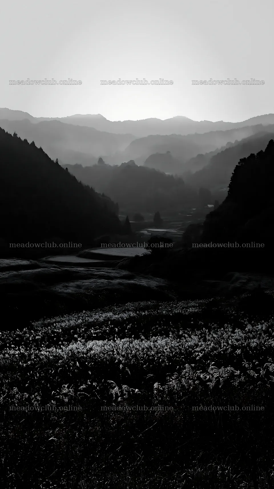 Ehime twilight meadow with dry seedheads – meadow photos 5938x10608