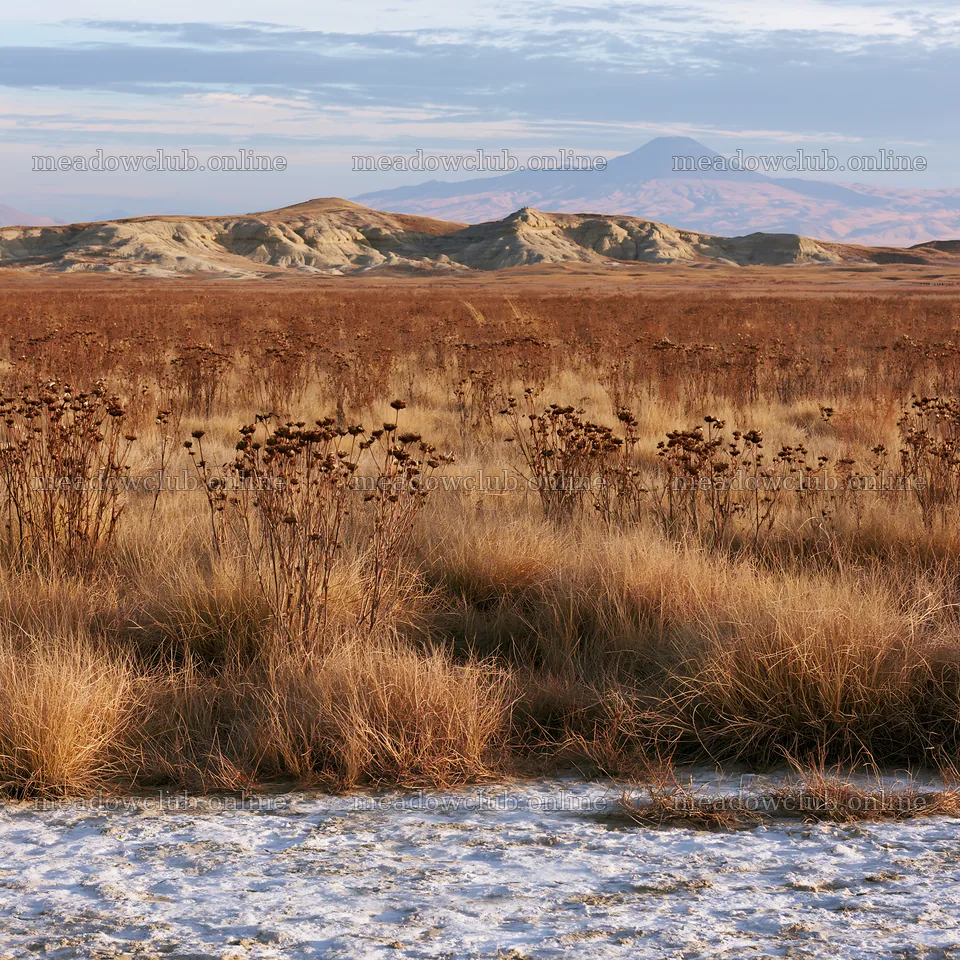 Drought-tolerant meadow with distant mountains in the background – meadow photos 7938x7938