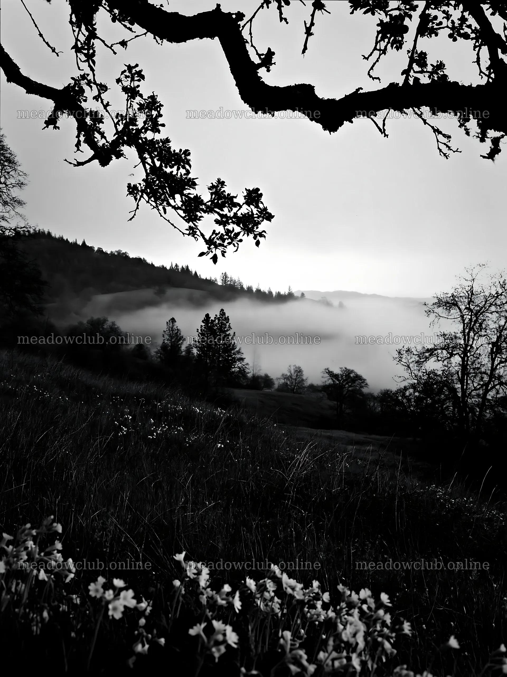 Hillside apple meadow with mist and trees in black and white – meadow photos 6866x9174