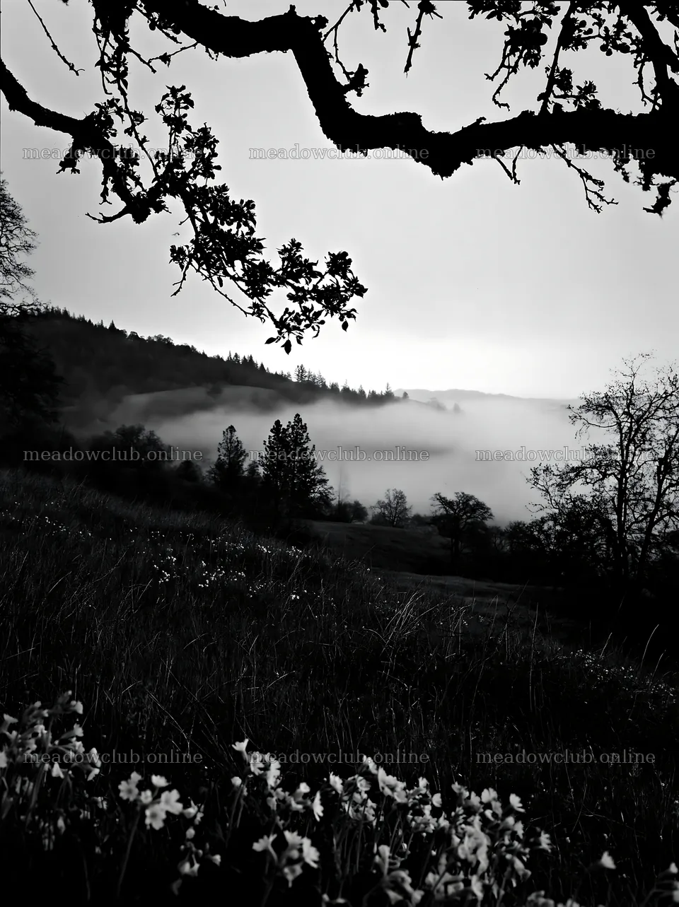 Hillside apple meadow with mist and trees in black and white – meadow photos 6866x9174