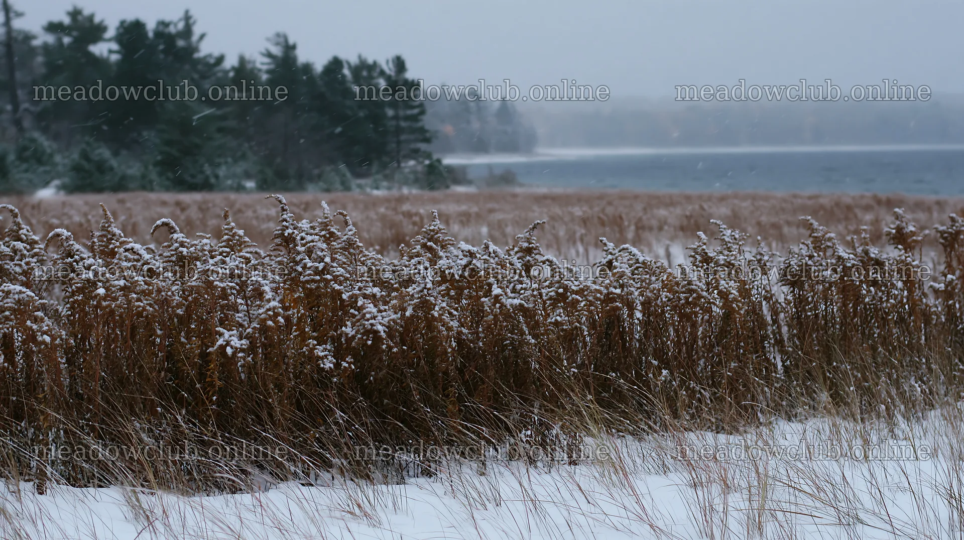 Dune meadow snow with trees and a distant lake – meadow photos 10608x5938