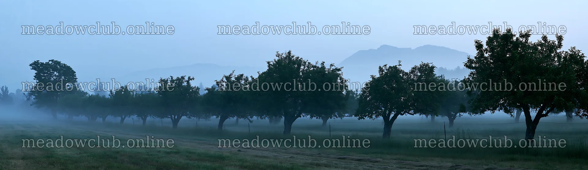 Foggy meadow with trees in an orchard at dawn – meadow photos 14762x4268