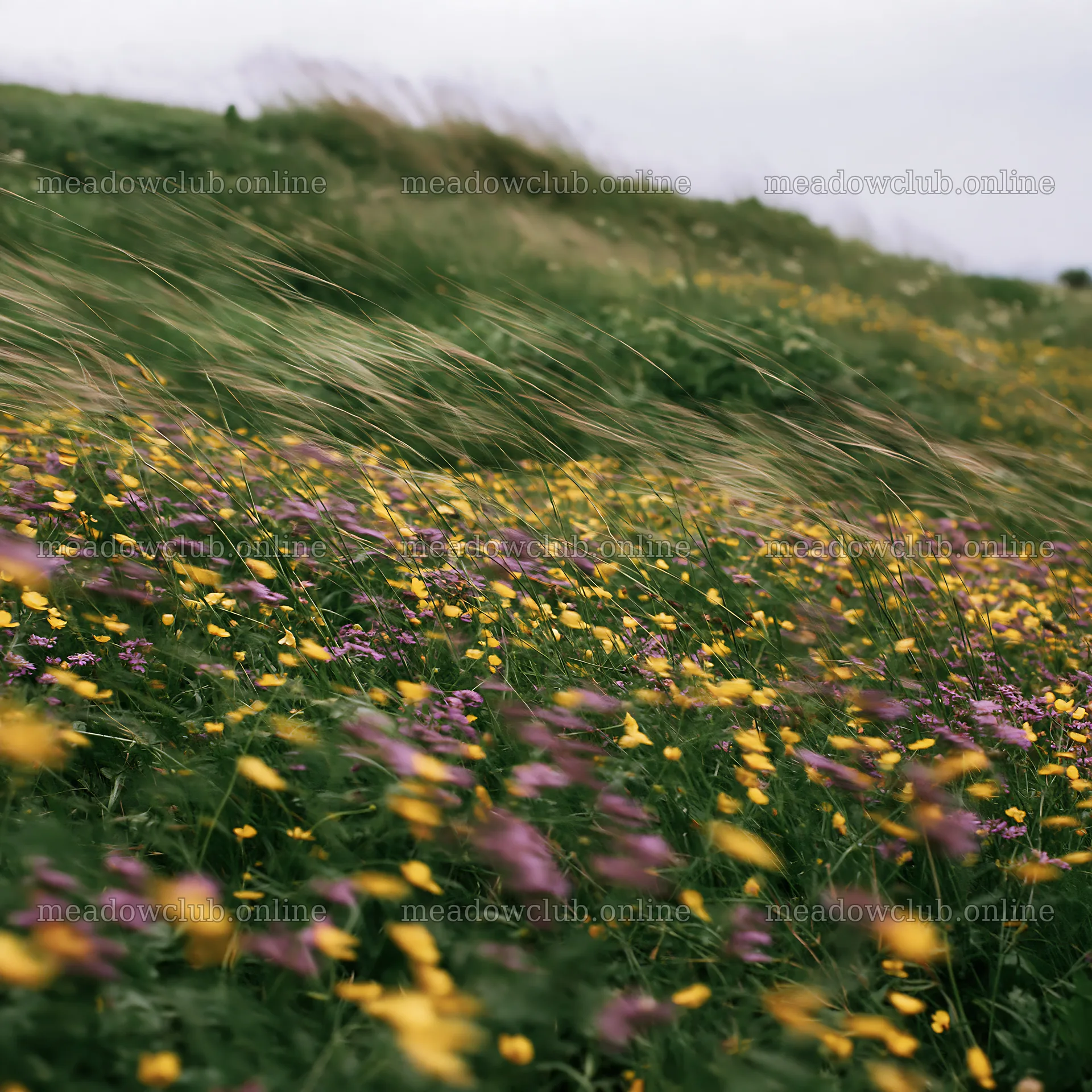 Colorful buttercup meadow with blooming flowers on a hillside – meadow photos 7938x7938