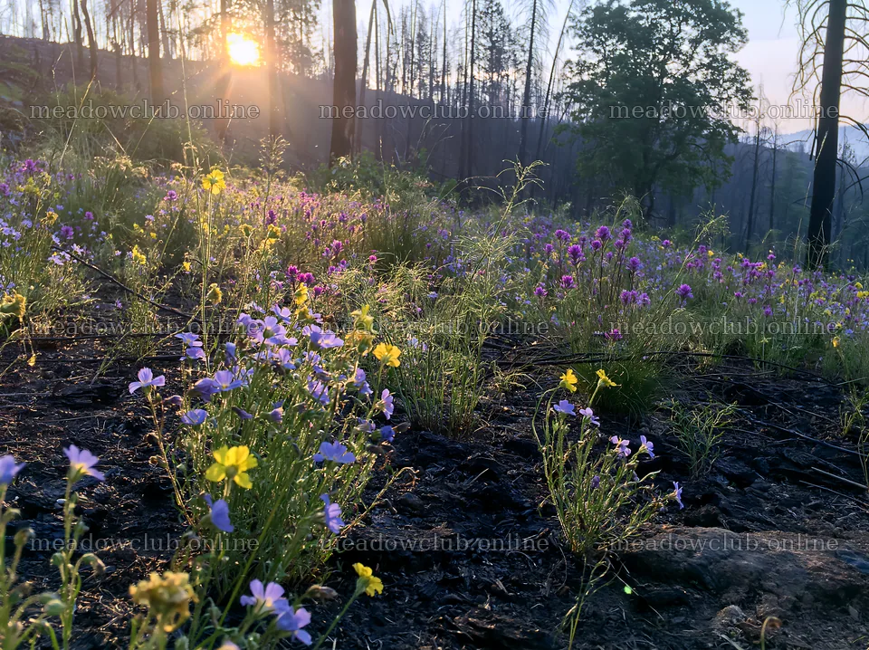 Climate-resilient meadow with wildflowers after fire recovery – meadow photos 9174x6866