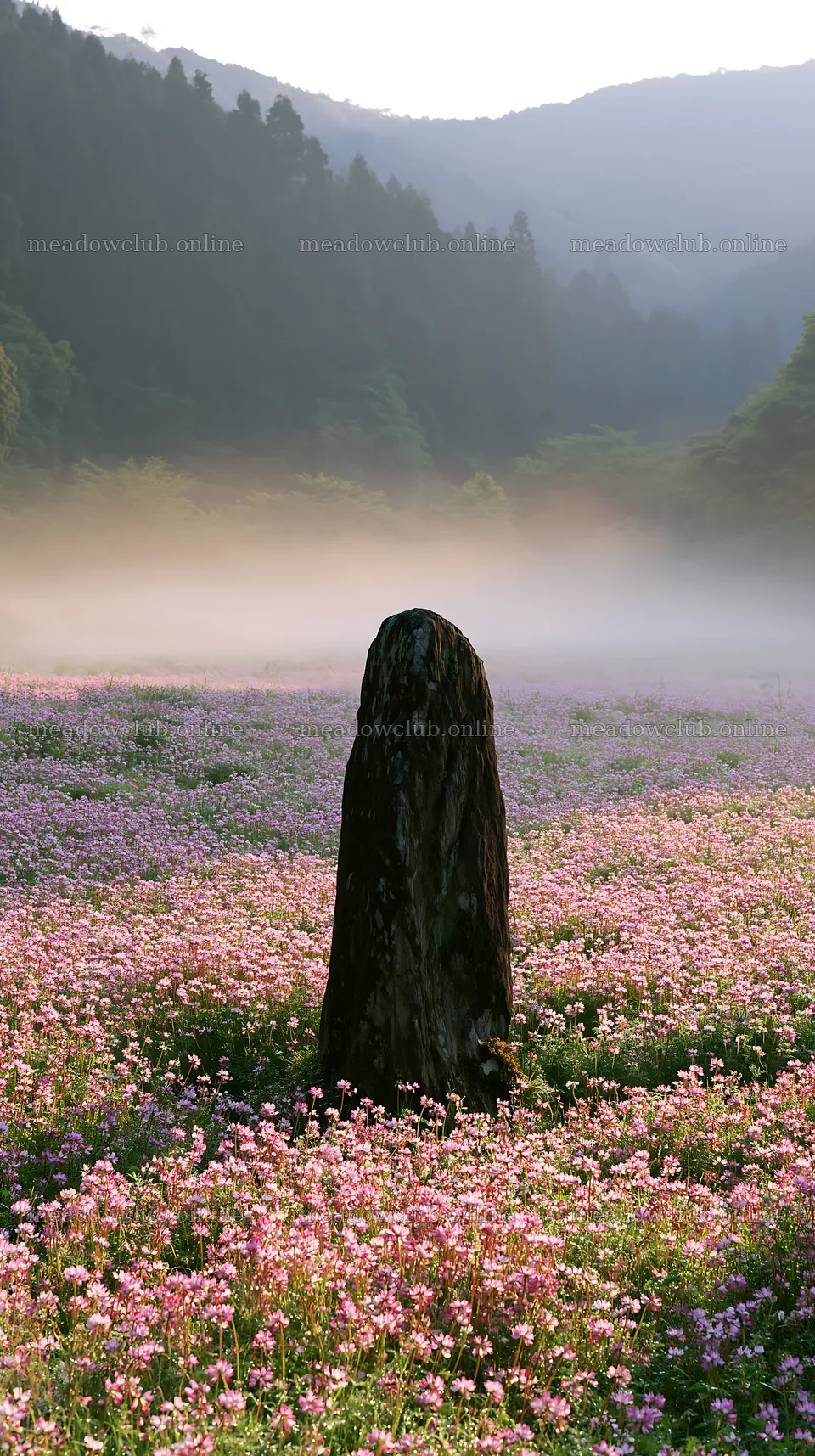 Kyoto spring wildflower meadow stone foreground – meadow photos 5938x10608