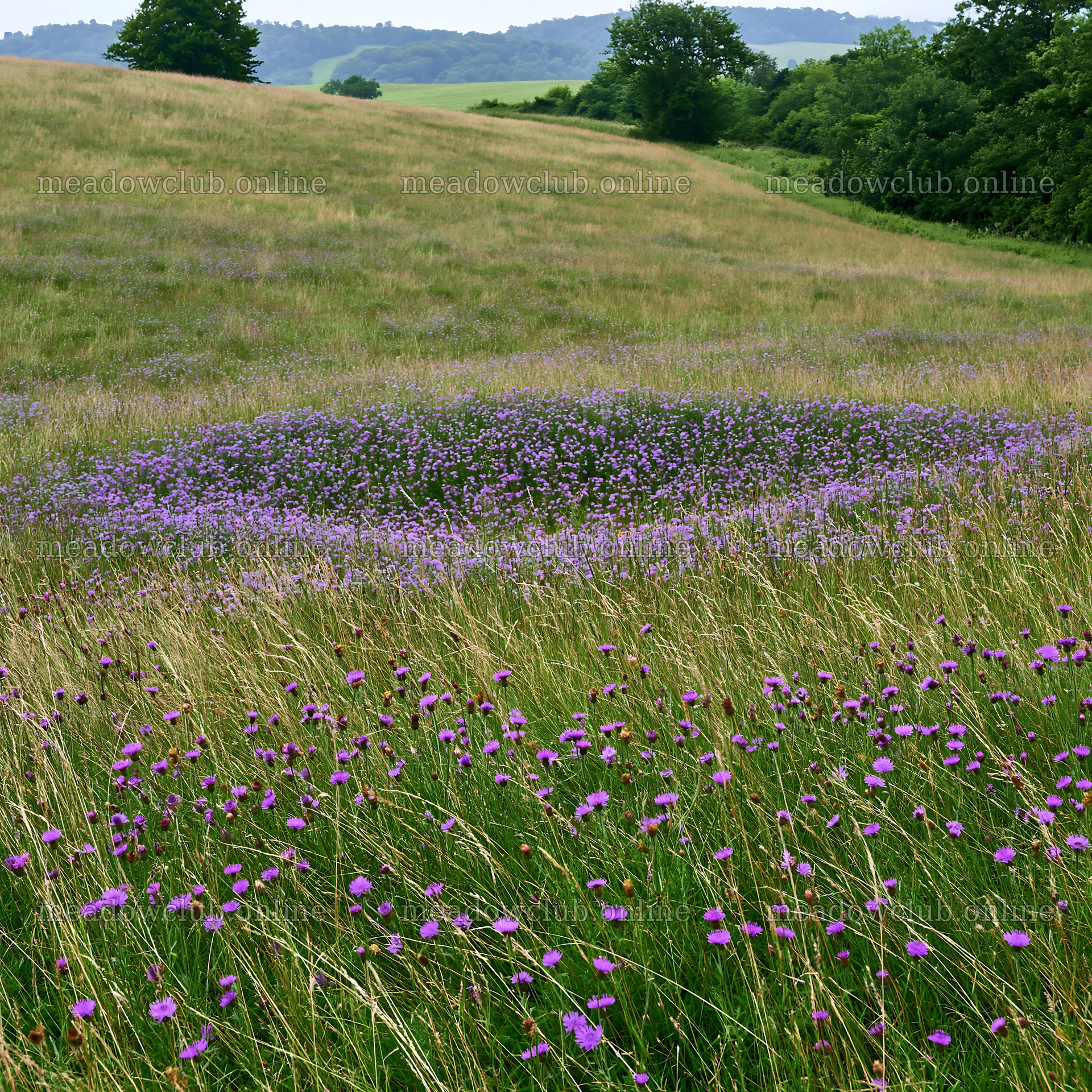 Violet knapweed meadow in a grassy field – meadow photos 7938x7938