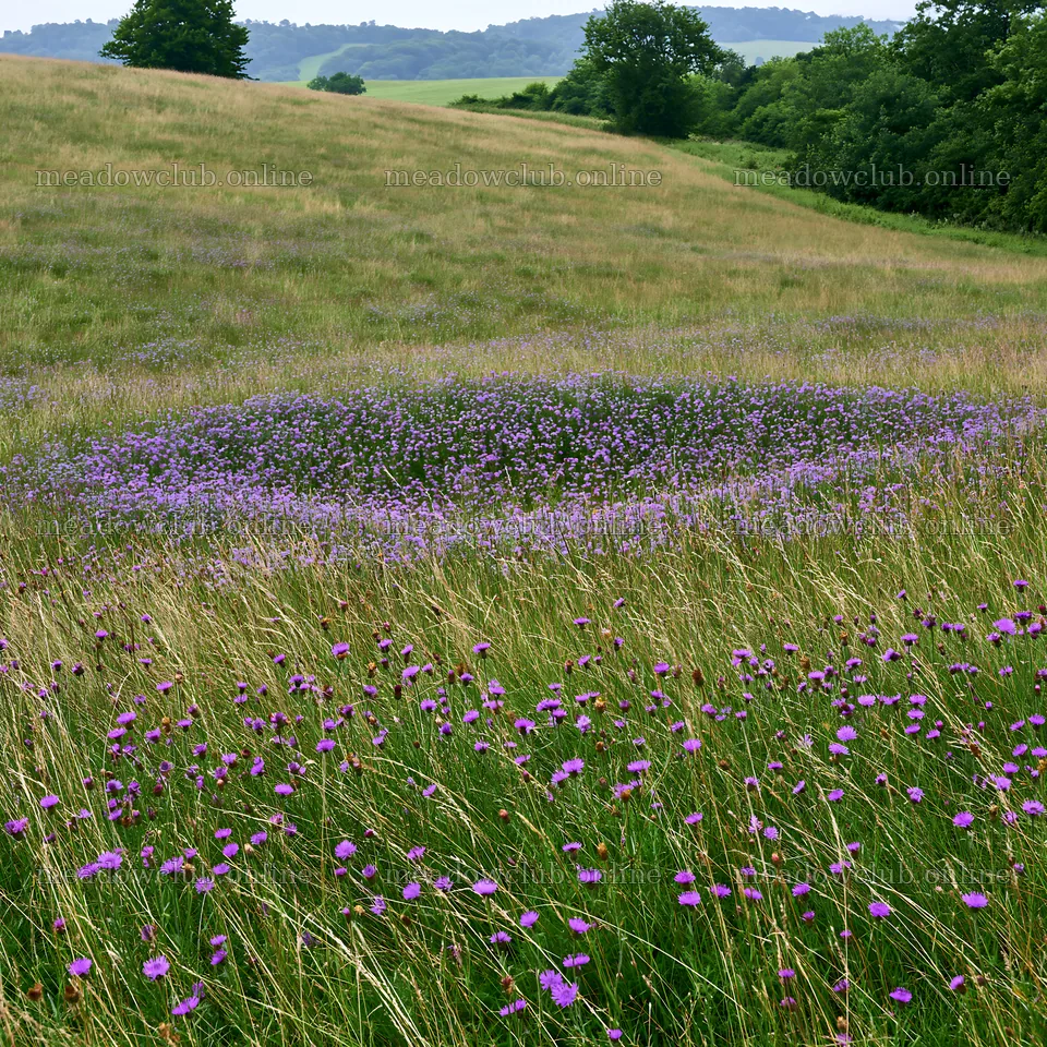 Violet knapweed meadow in a grassy field – meadow photos 7938x7938