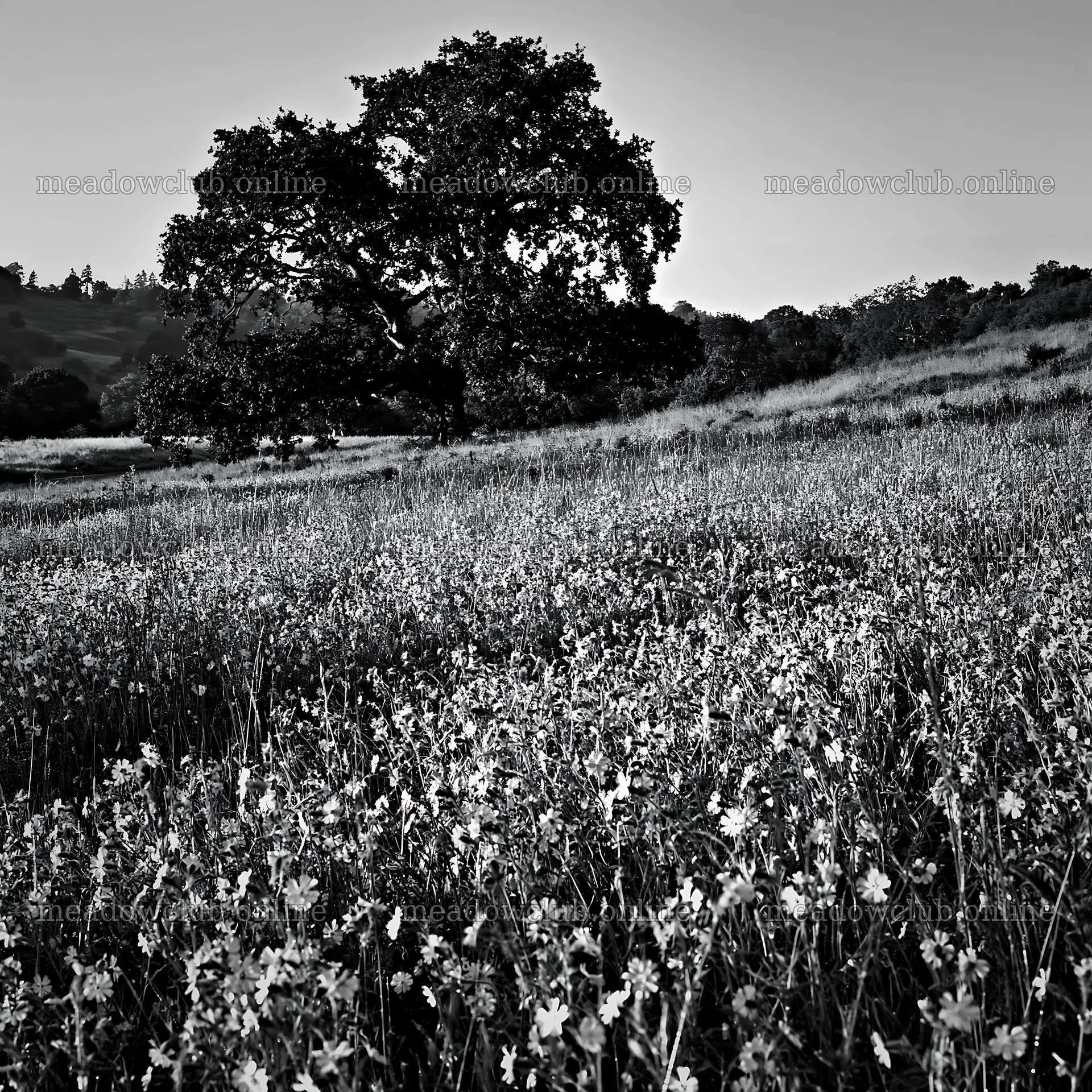 Pink campion meadow with a large tree in the background – meadow photos 7938x7938