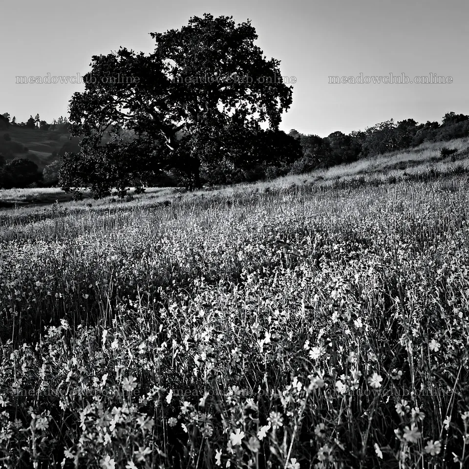 Pink campion meadow with a large tree in the background – meadow photos 7938x7938