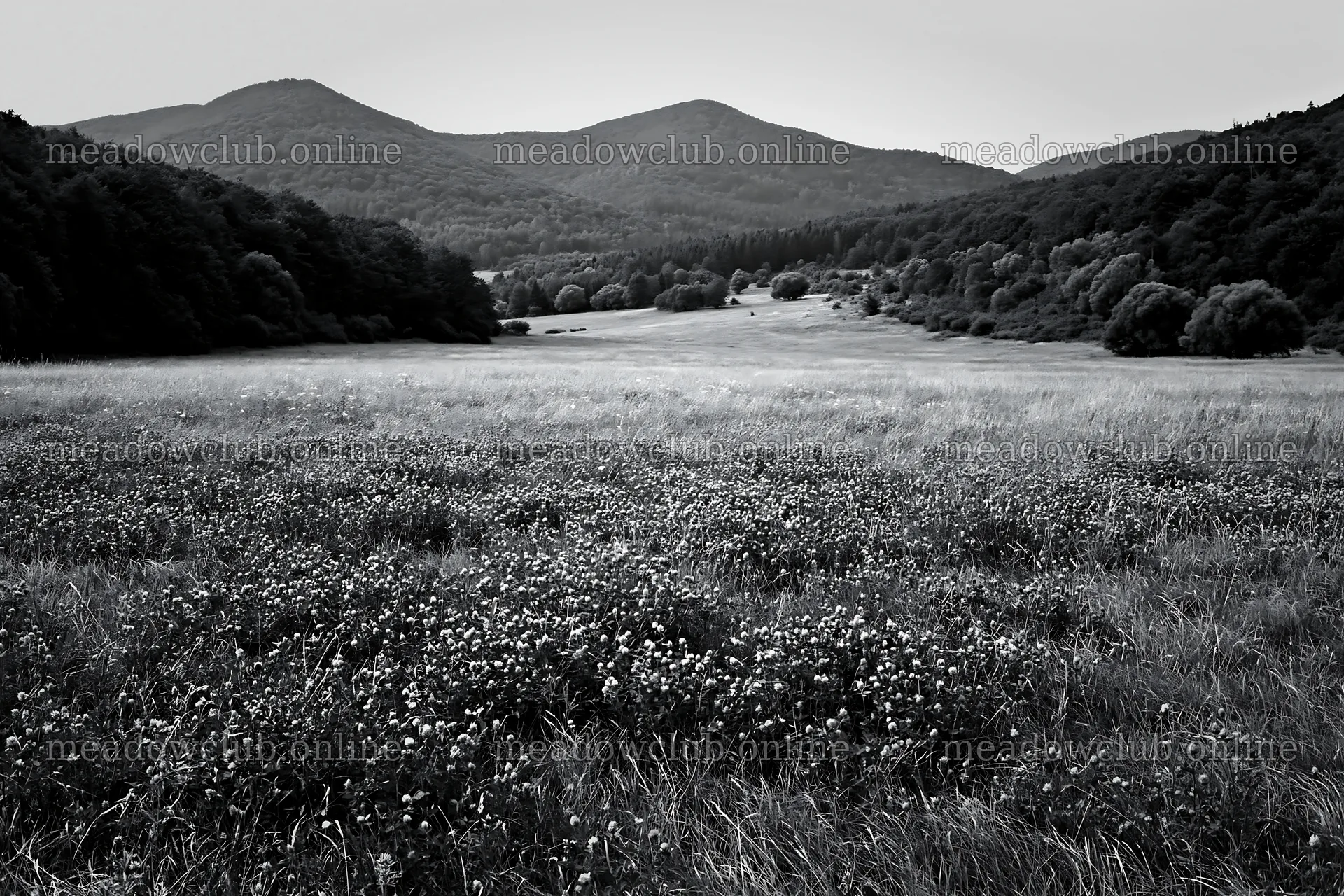 Slovak meadow in Carpathian valley with mountain backdrop – meadow photos 9722x6480
