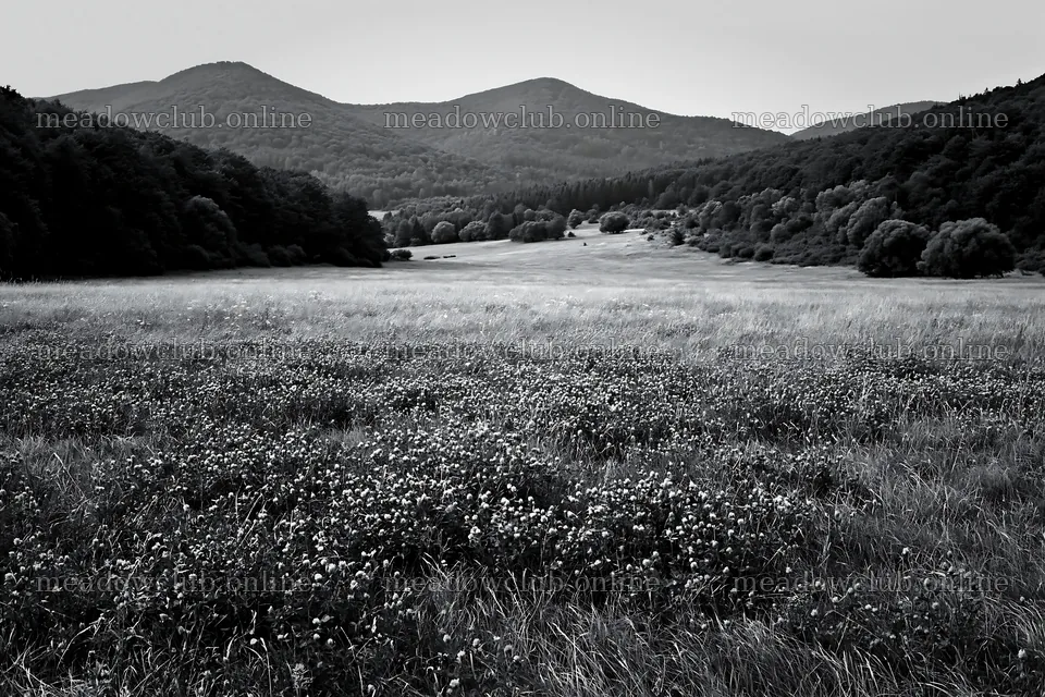 Slovak meadow in Carpathian valley with mountain backdrop – meadow photos 9722x6480
