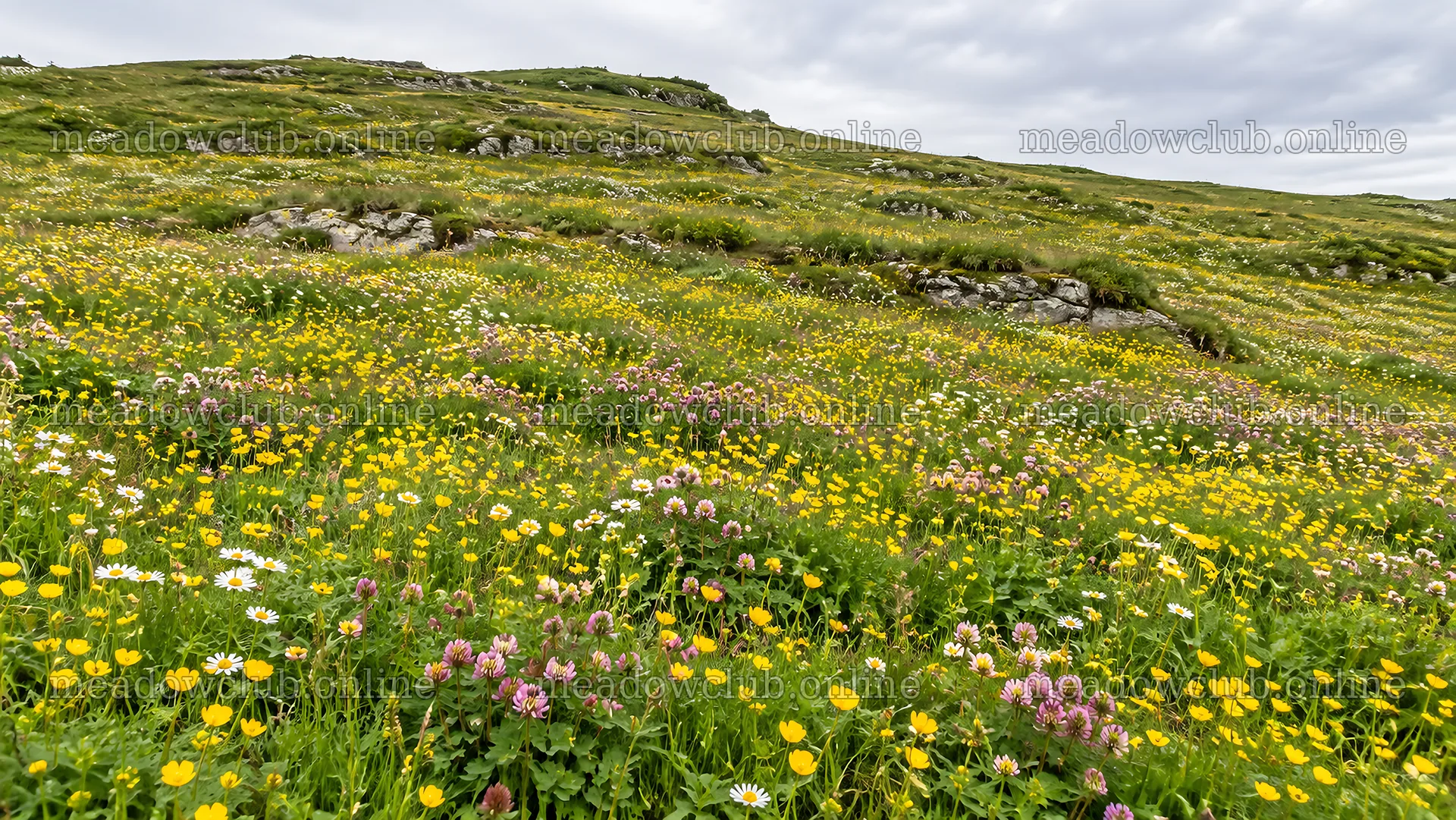 Wildflower Meadow Across a Green Hillside – meadow photos 10324x5812