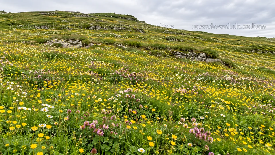 Wildflower Meadow Across a Green Hillside – meadow photos 10324x5812