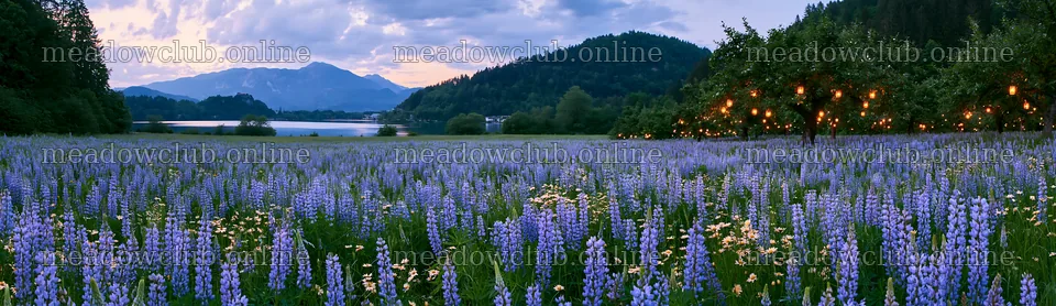 Christmas meadow with apple trees and lanterns at Lake Bled – meadow photos 14762x4268