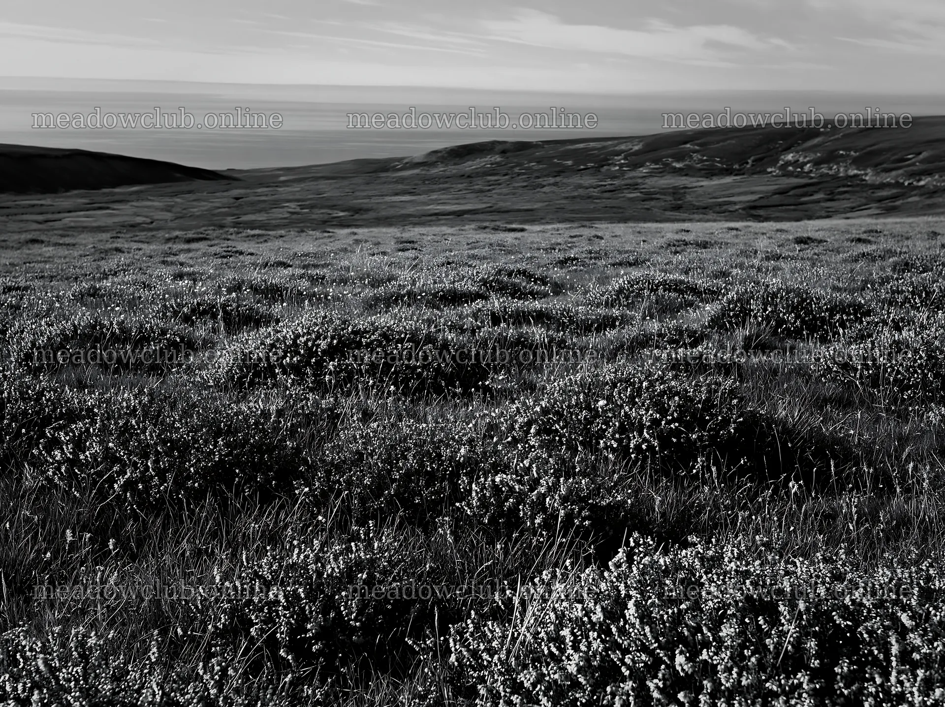 Aurora meadow coast during daylight with low vegetation and hills – meadow photos 9174x6866