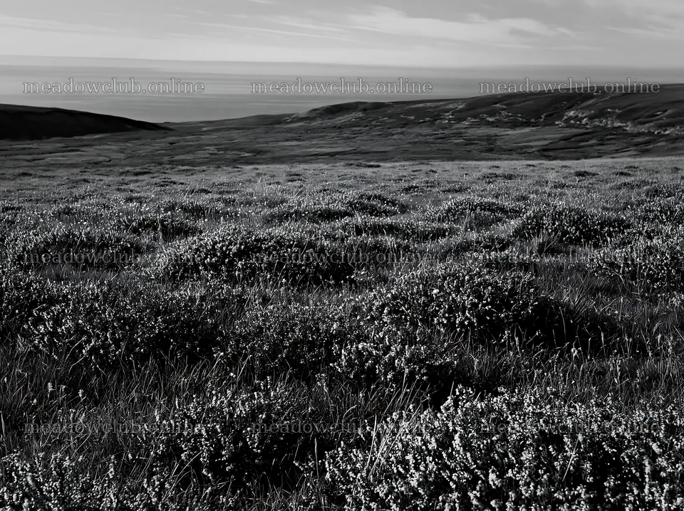 Aurora meadow coast during daylight with low vegetation and hills – meadow photos 9174x6866
