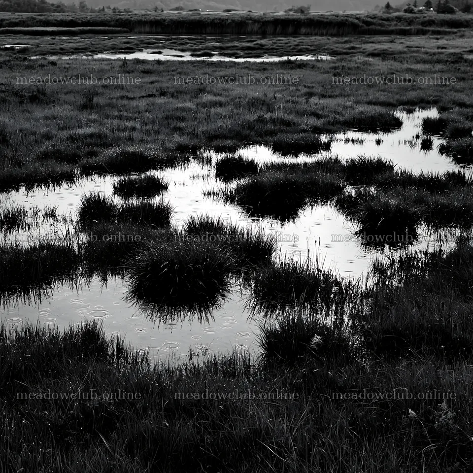 Fukui native grass meadow rain droplets reflect over wet ground – meadow photos 7938x7938