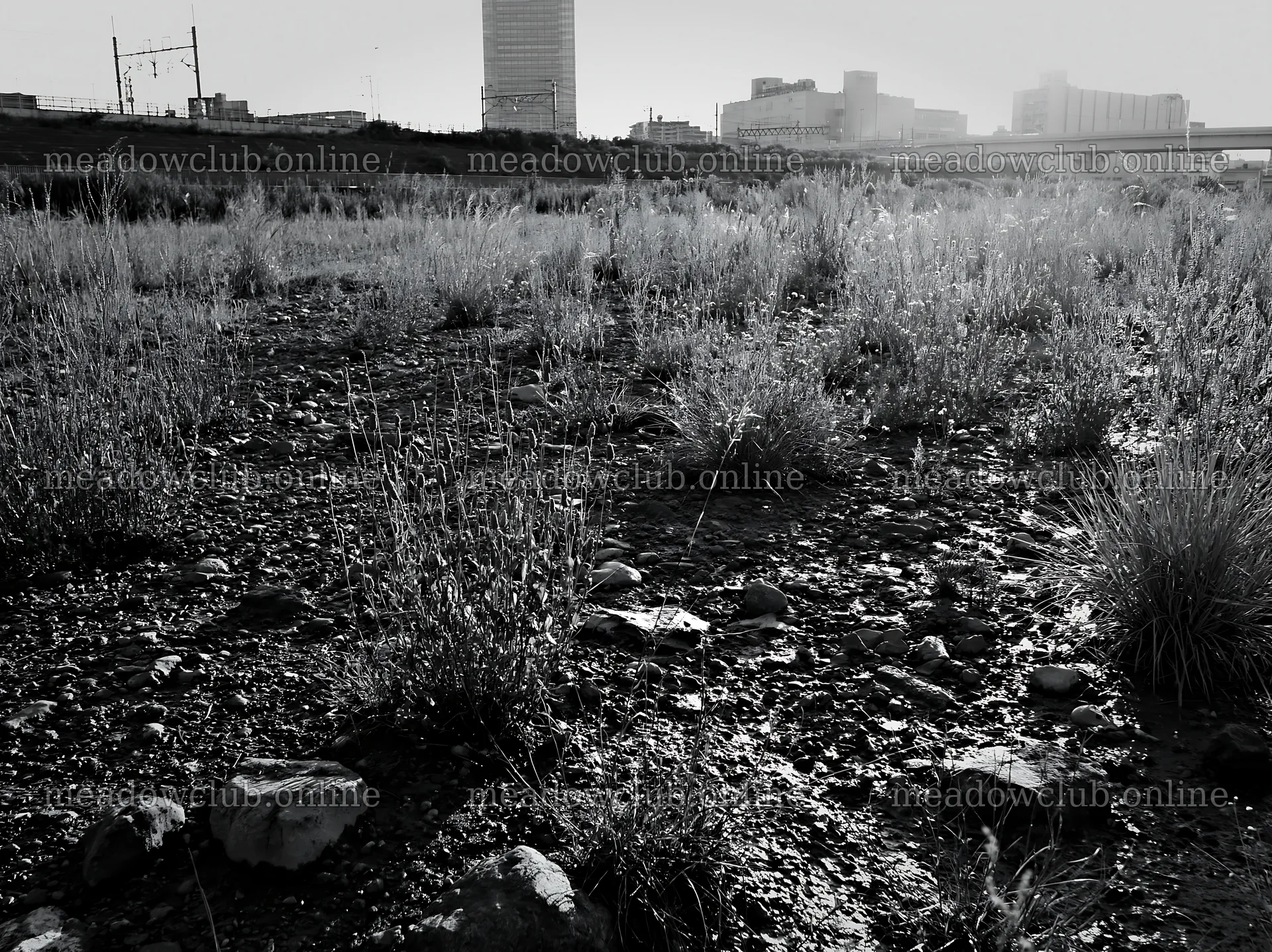 Tokyo urban biodiversity meadow with seedheads in city setting – meadow photos 9174x6866