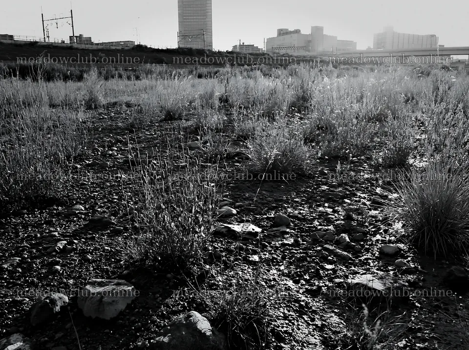 Tokyo urban biodiversity meadow with seedheads in city setting – meadow photos 9174x6866