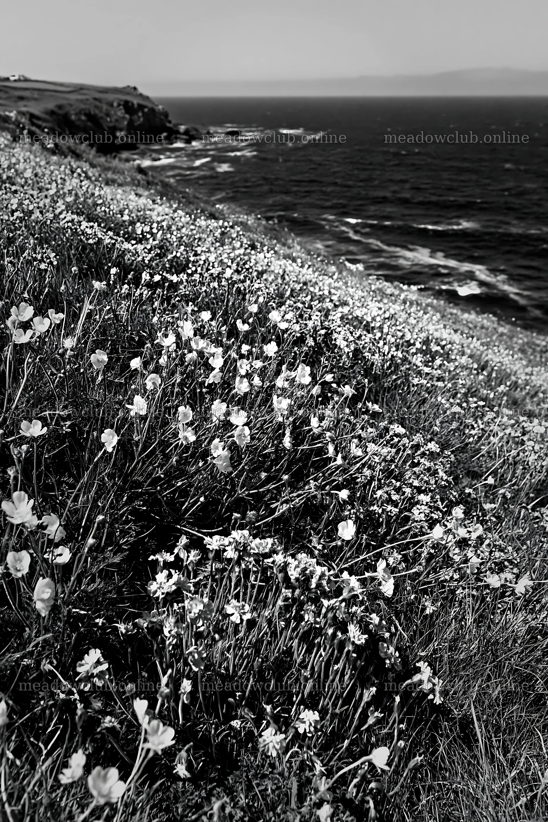 Colorful buttercup meadow by the sea with blooming flowers – meadow photos 6480x9722