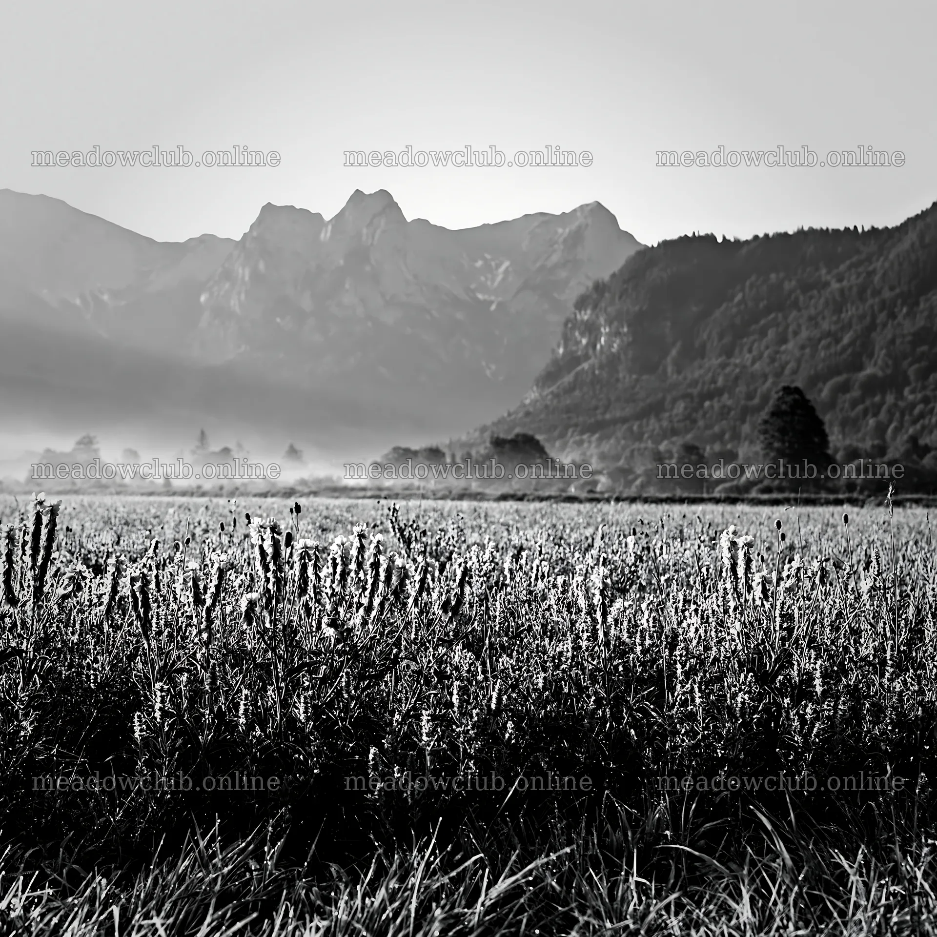 Regenerative meadow in a mountain landscape under morning light – meadow photos 7938x7938