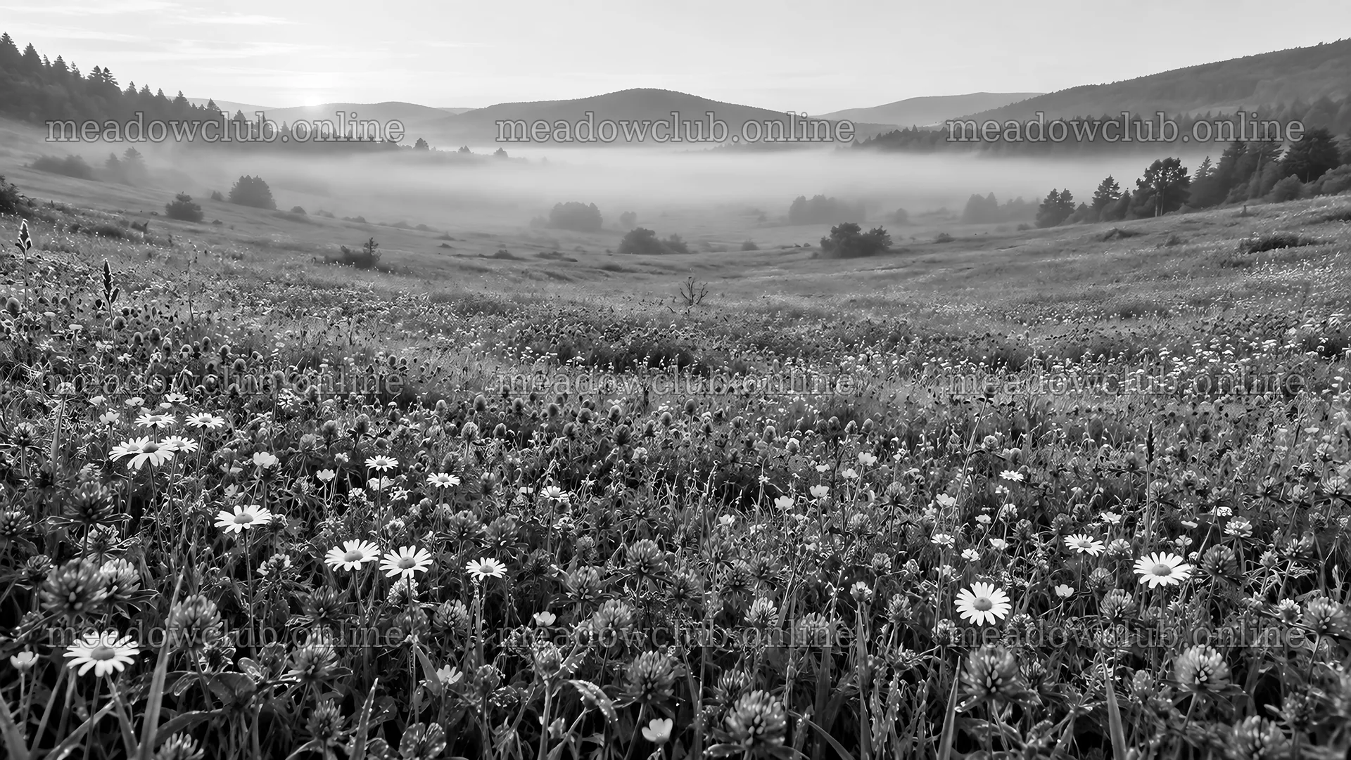 Misty Wildflower Meadow in Monochrome – meadow photos 10324x5812