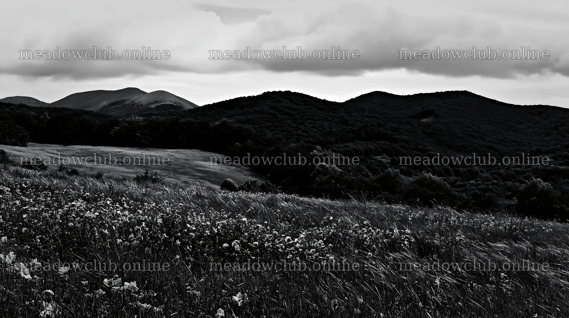 Poppy flax meadow with hills under cloudy sky – meadow photos 10608x5938