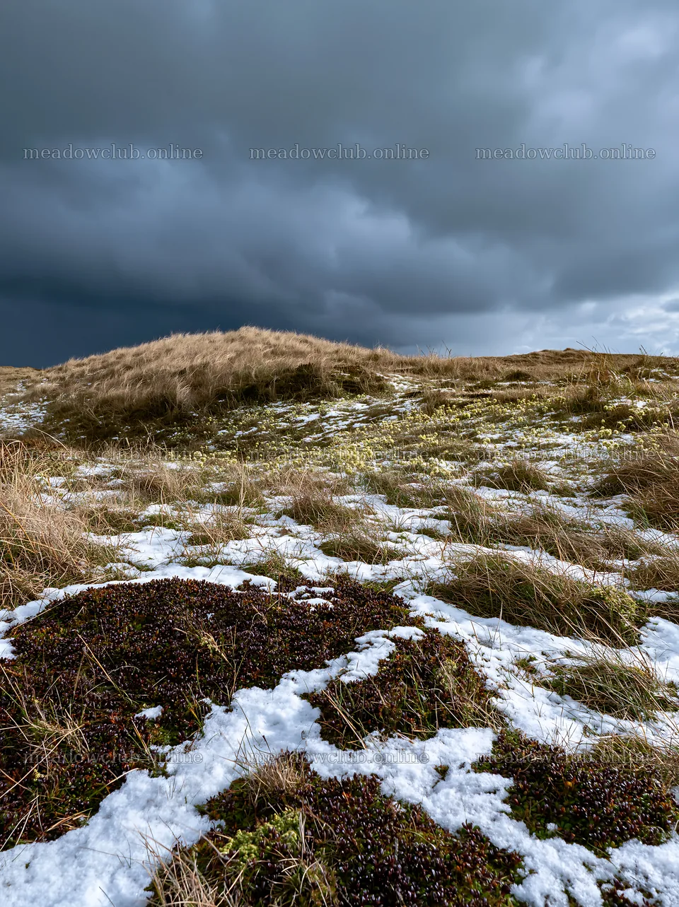 Dune meadow with patches of snow under cloudy sky – meadow photos 6866x9174