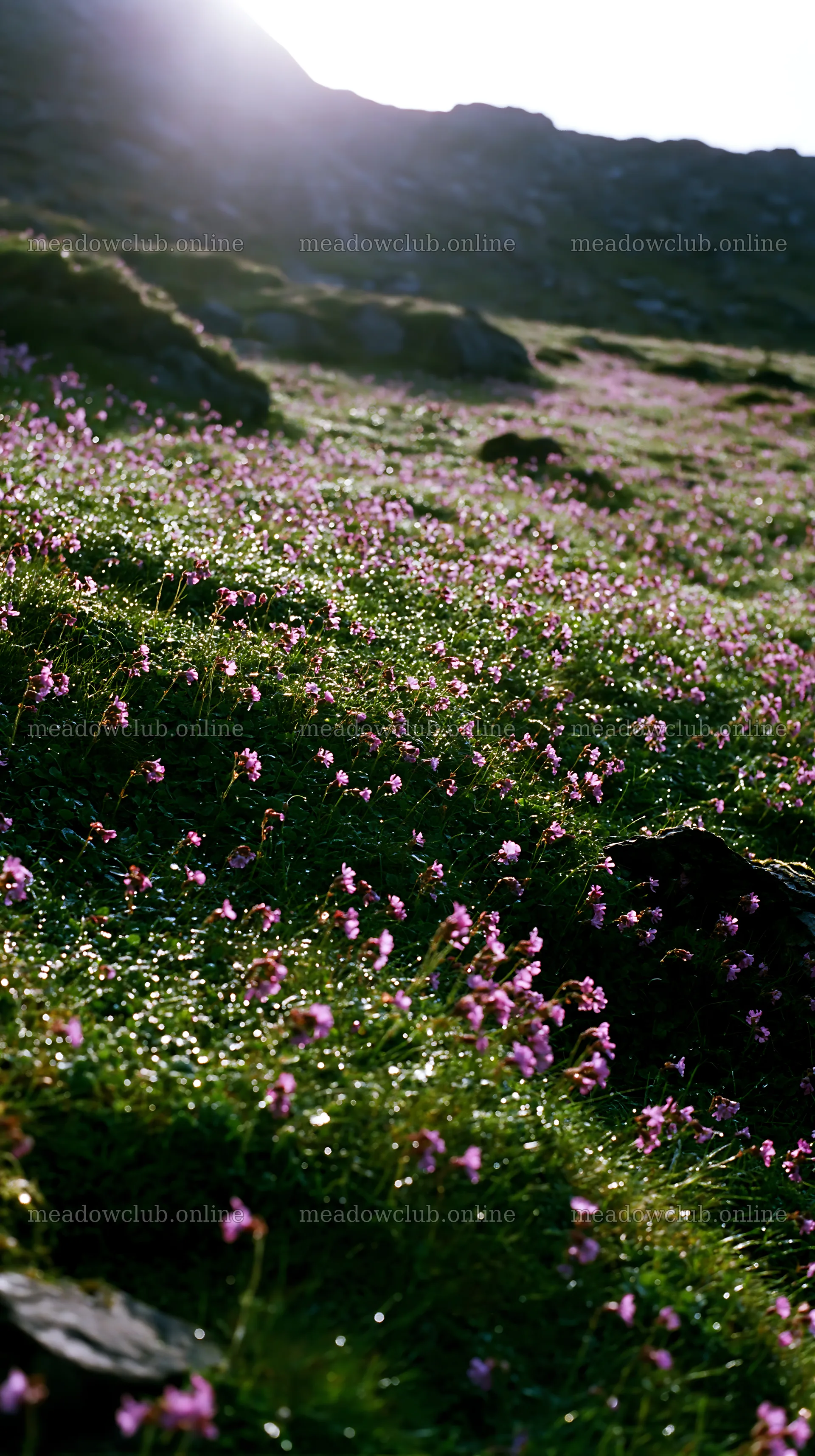 Pink campion flowers in a green meadow under sunlight – meadow photos 5938x10608