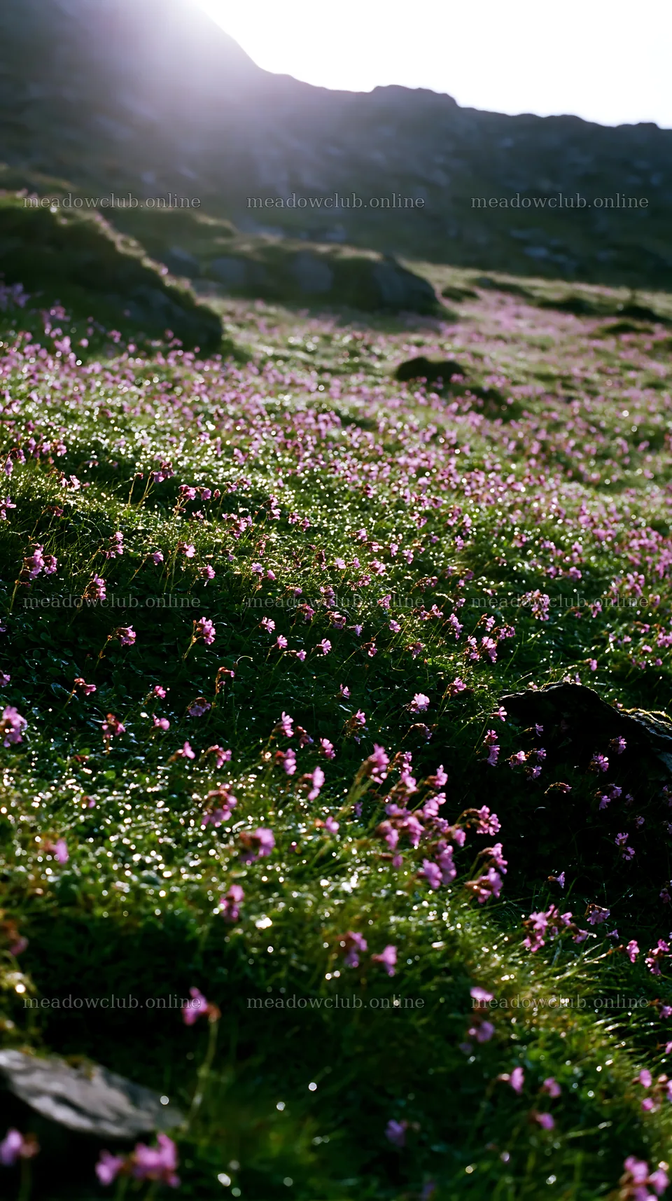 Pink campion flowers in a green meadow under sunlight – meadow photos 5938x10608