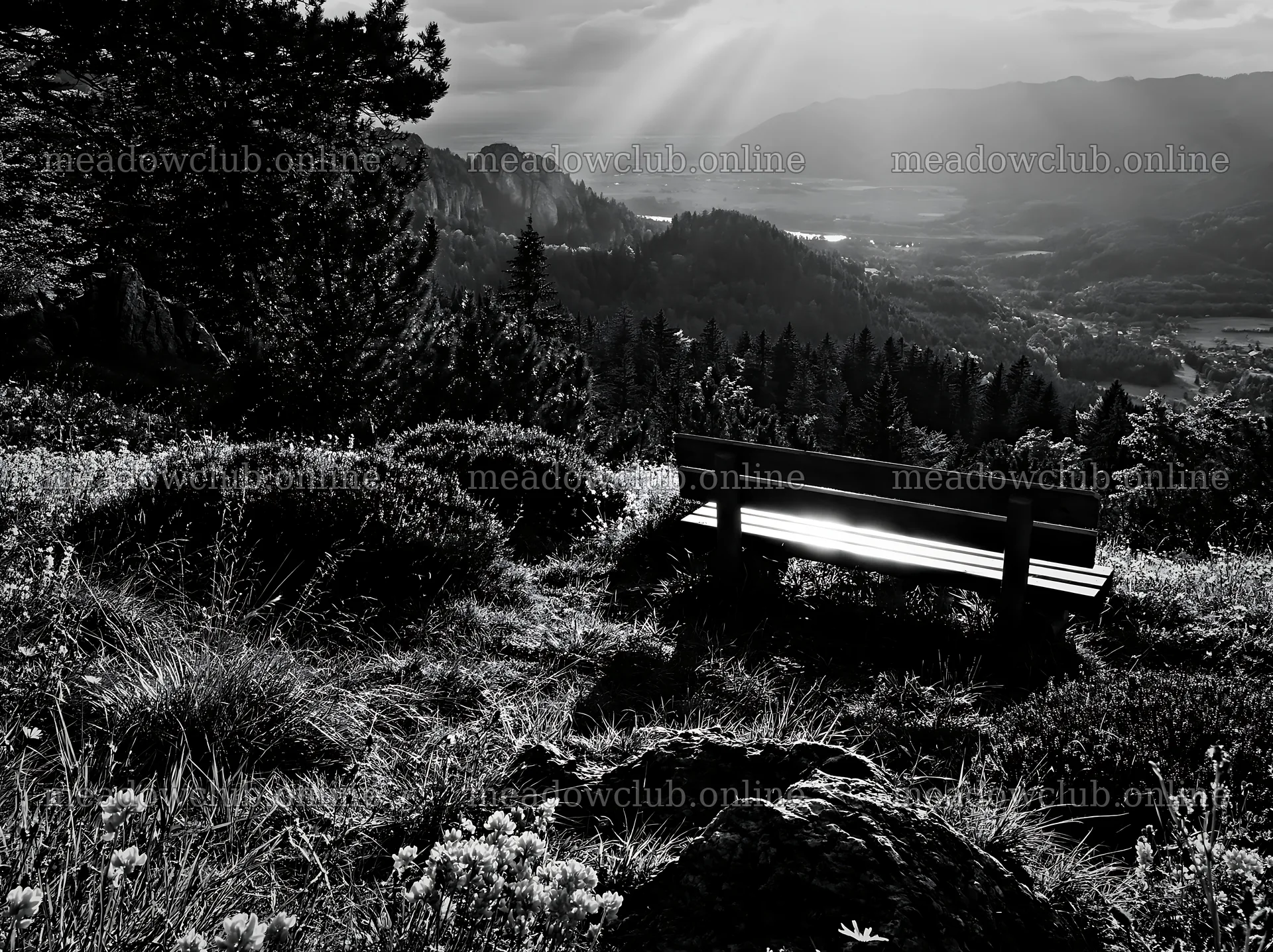 Sainfoin chicory meadow with a view of hills and a bench – meadow photos 9174x6866