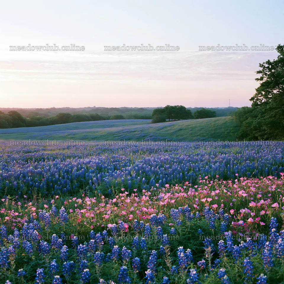 Bluebonnet meadow at sunrise with pink flowers – meadow photos 7938x7938