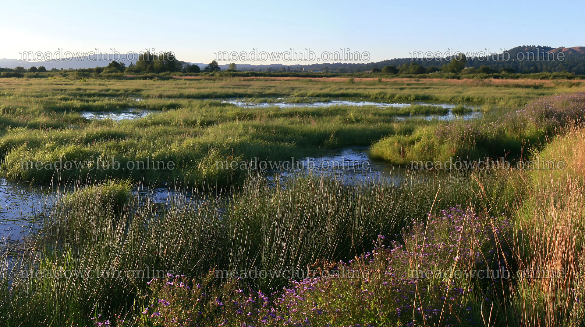 Saga floodplain meadow with reed foreground in natural setting – meadow photos 10608x5938