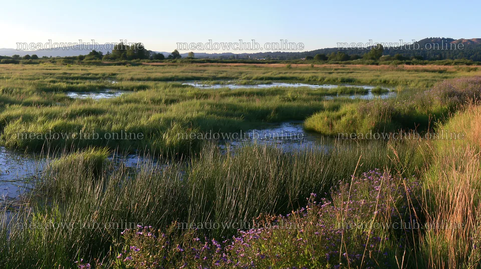 Saga floodplain meadow with reed foreground in natural setting – meadow photos 10608x5938