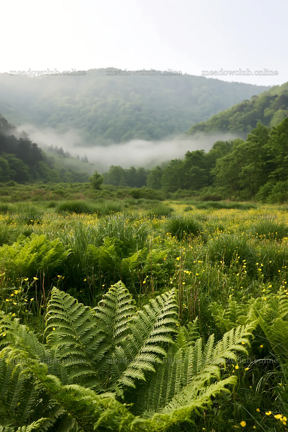 Tokushima mountain meadow with ferns in foreground – meadow photos 6480x9722