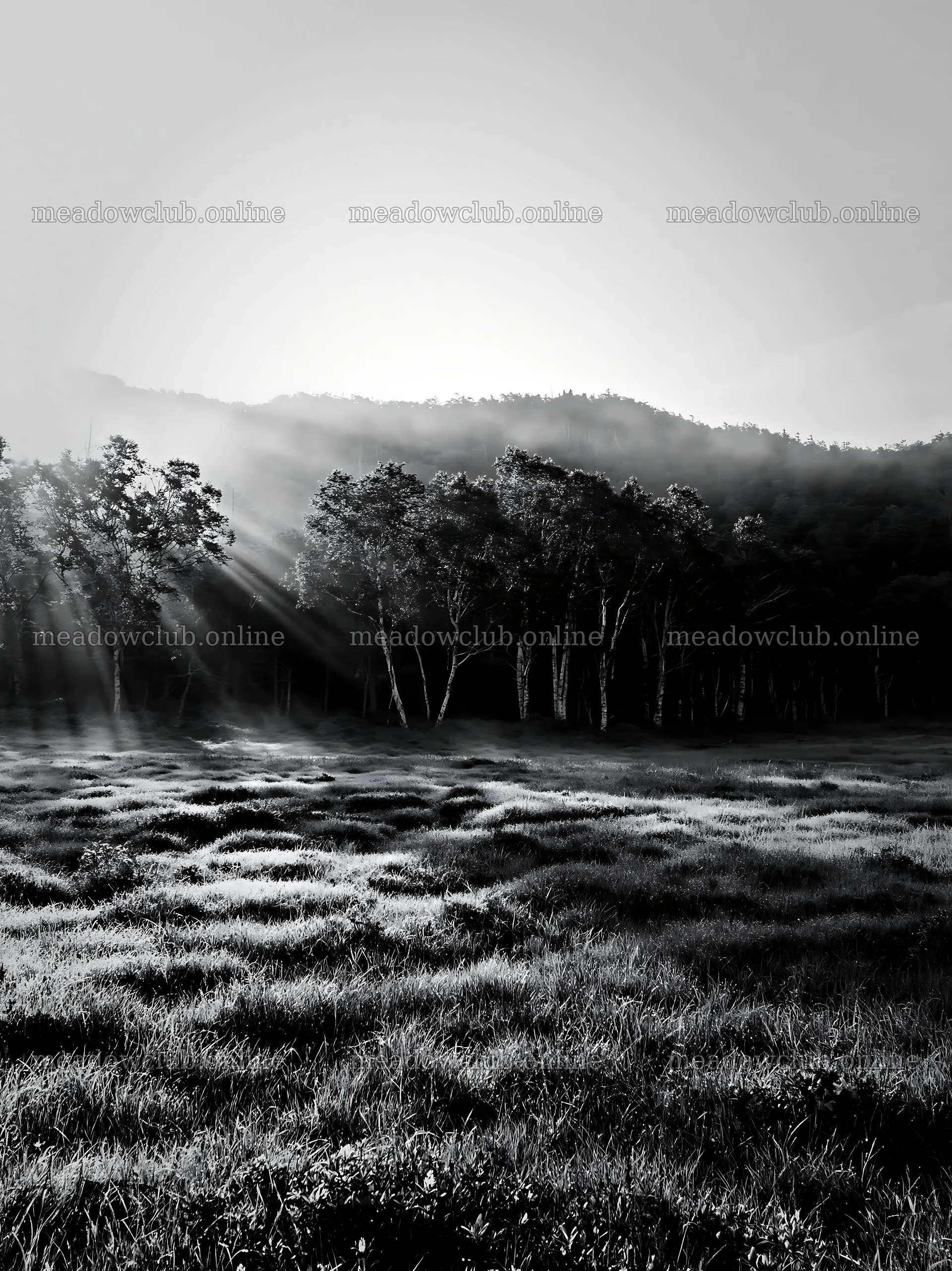Daisetsuzan alpine meadow light rays shine through trees – meadow photos 6866x9174