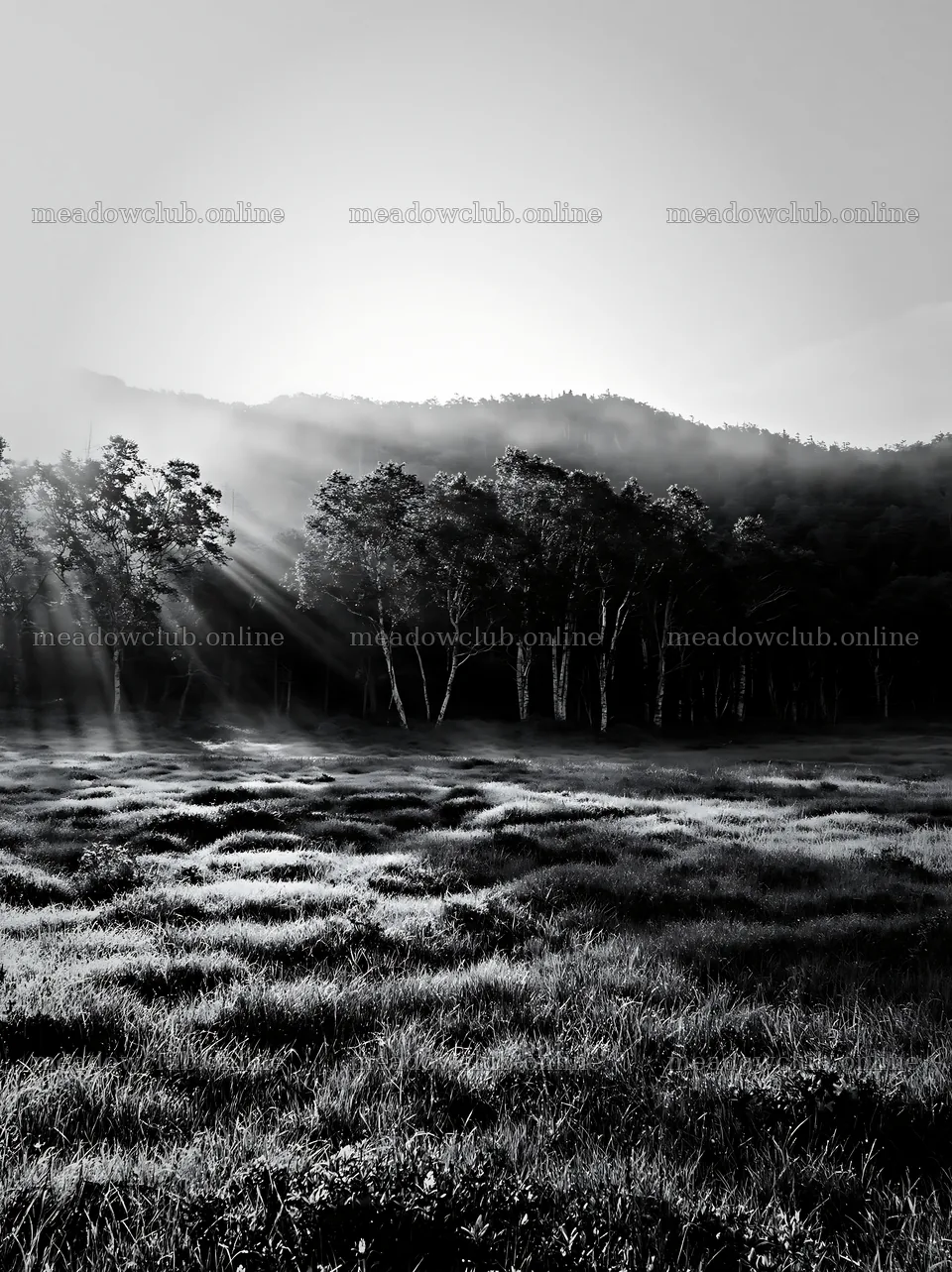 Daisetsuzan alpine meadow light rays shine through trees – meadow photos 6866x9174