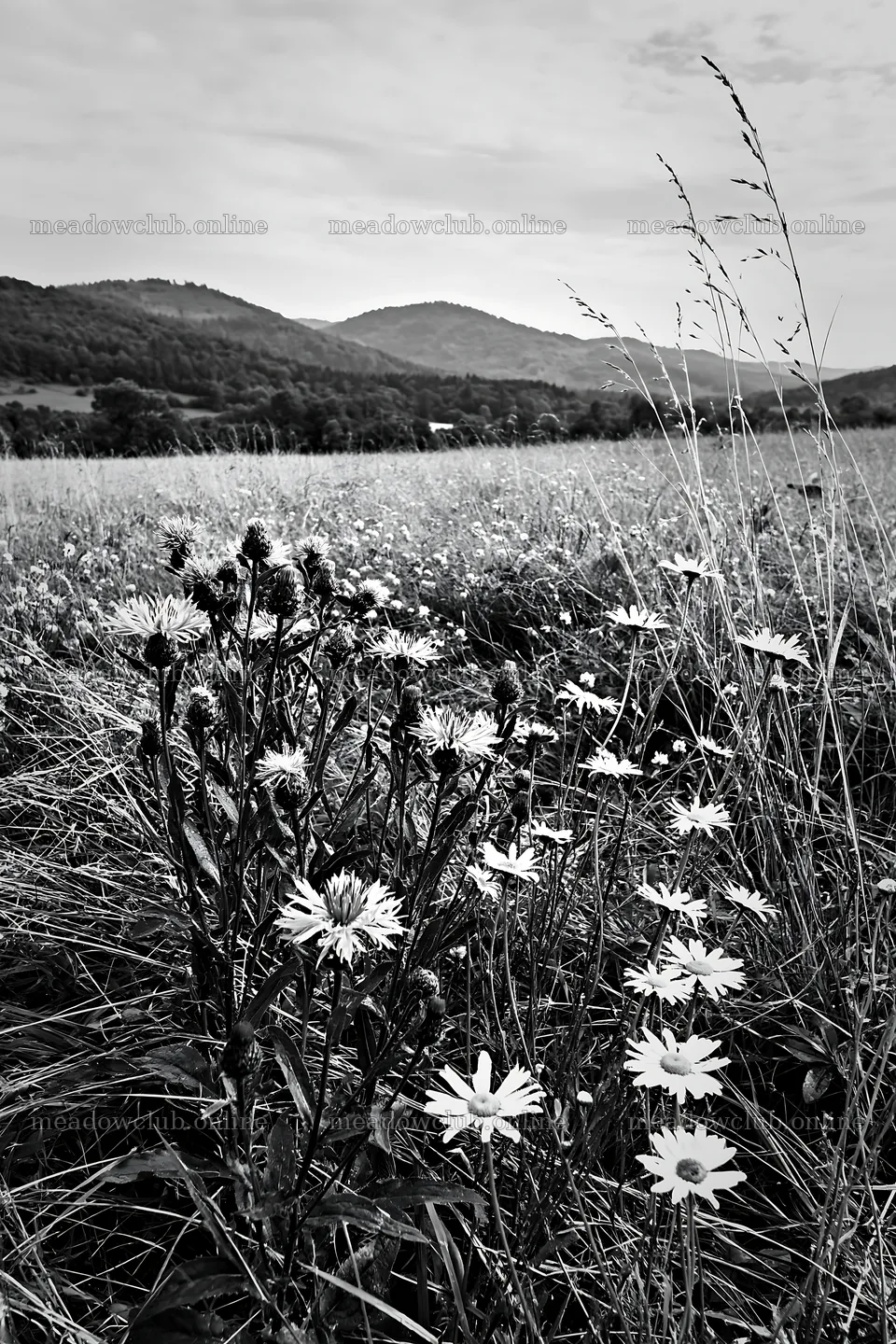 Flowers in a meadow in the German foothills during the day – meadow photos 6480x9722