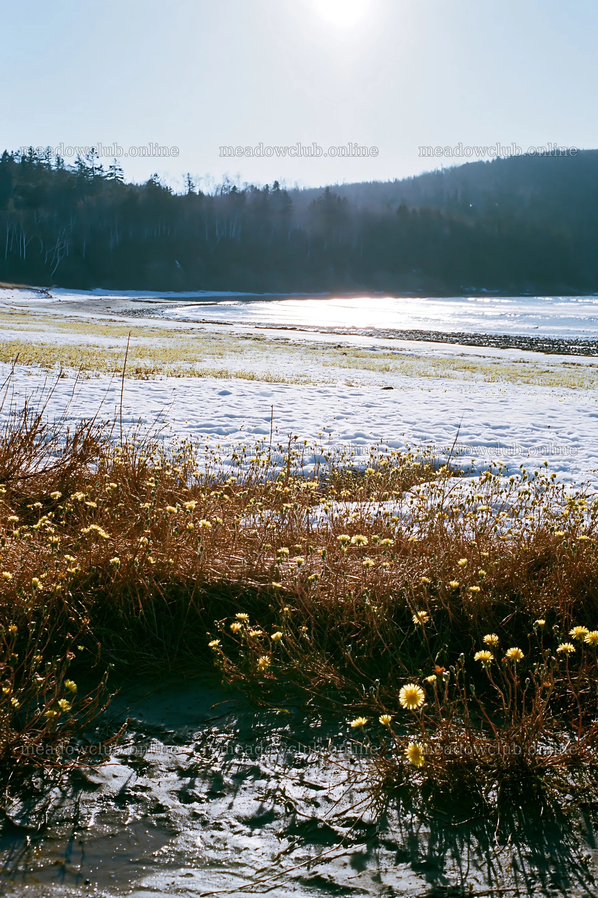 Snowy beach meadow with flowers and water in the background – meadow photos 6480x9722