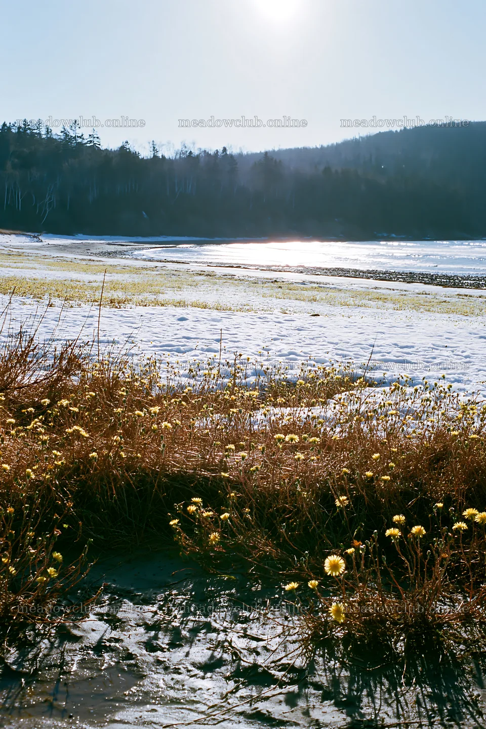 Snowy beach meadow with flowers and water in the background – meadow photos 6480x9722