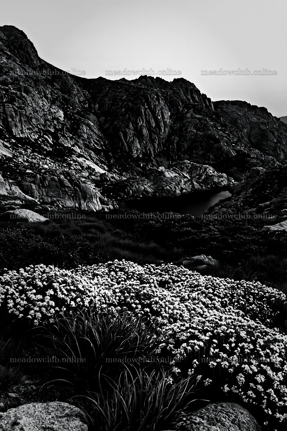 Moonlit meadow with flowers and mountains in the background – meadow photos 6480x9722