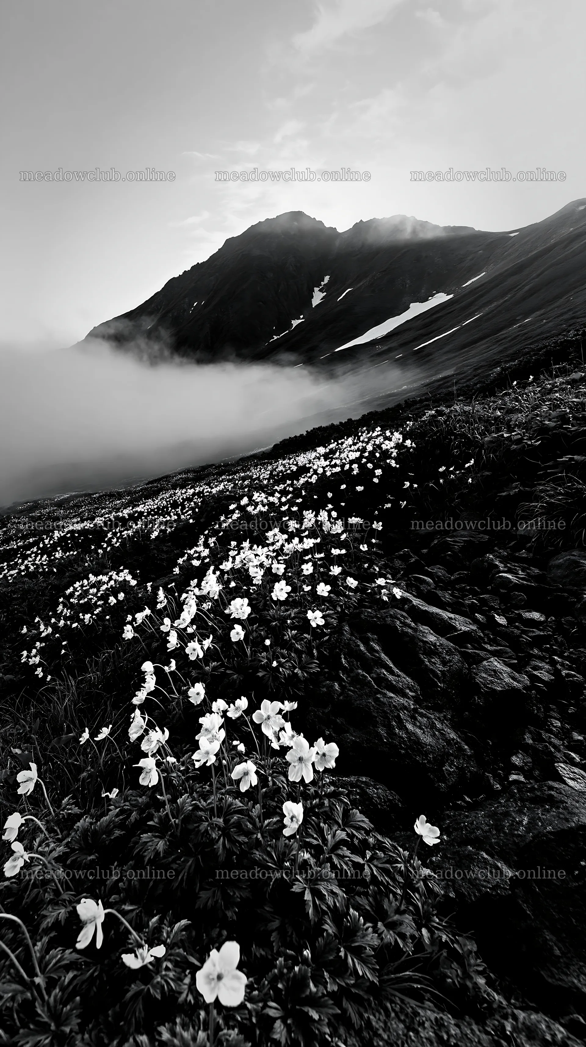 Toyama alpine meadow snowmelt rock foreground with flowers – meadow photos 5938x10608